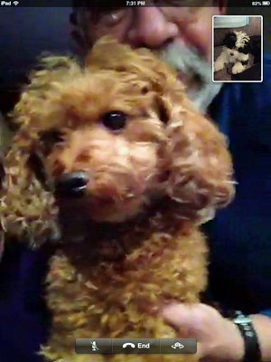 Dogs FaceTiming